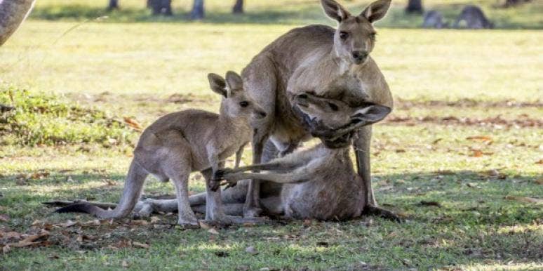 Animals Having Sex With Humans